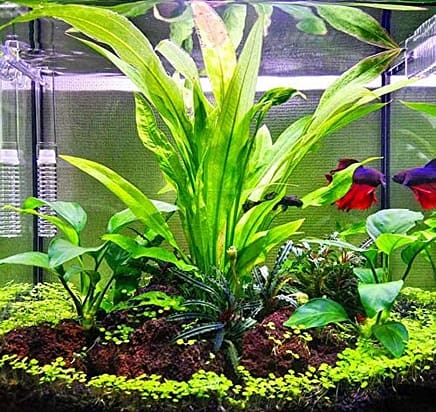 How to Sterilize Aquarium Plants?