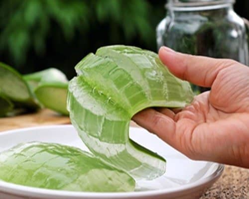 Cut and squeeze: How To Make Hand Sanitizer With Aloe Vera Plants