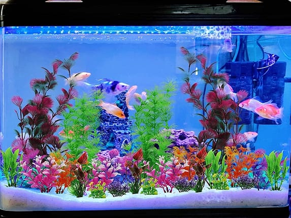What are the dangers of not Sterilizing aquarium plants?