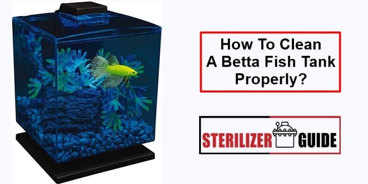 How To Clean A Betta Fish Tank Properly