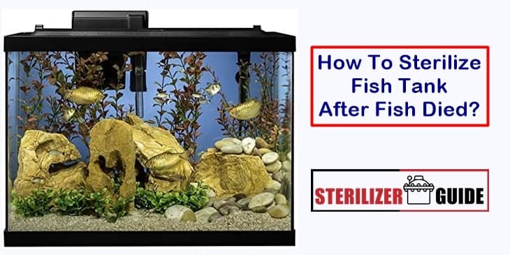 How To Sterilize Fish Tank After Fish Died