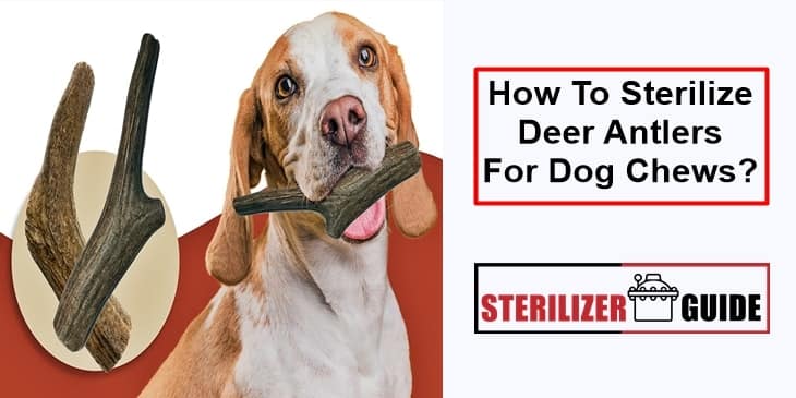 How to Sterilize Deer Antlers for Dog Chews