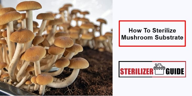 How to sterilize the mushroom substrate