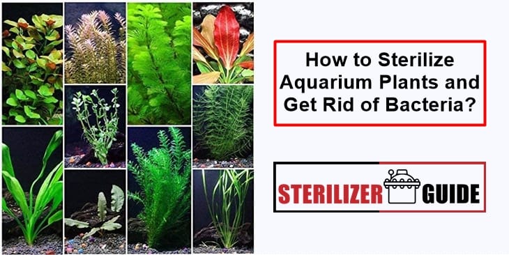 How to Sterilize Aquarium Plants and Get Rid of Bacteria?