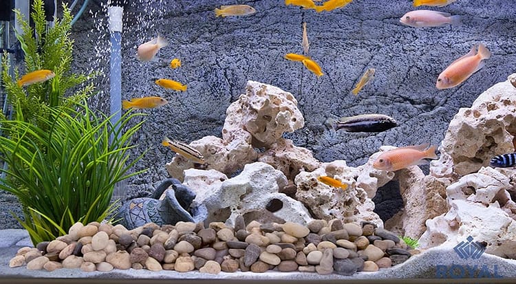 Need for Sterilizing Rocks for Aquarium