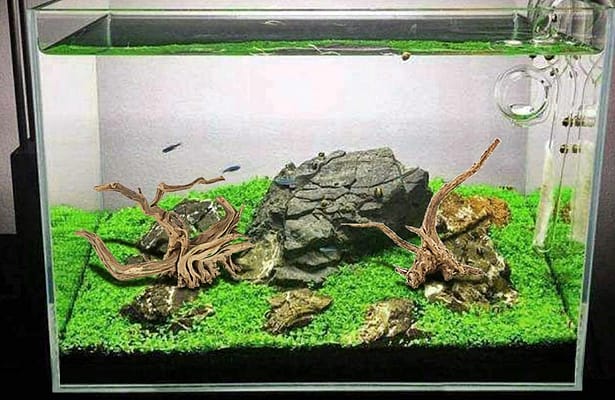 How to sterilize driftwood for aquariums?
